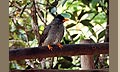 Seychellen - Bulbul