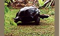 Riesenschildkröte auf der Flucht