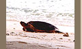 Schildkröte auf dem Weg zur Eiablage / Anse La Blague