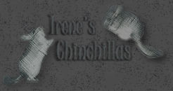 Irene's Chinchillas