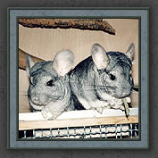 Urmeli and Pebble 002