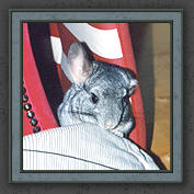 Urmeli and Pebble 004