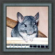 Urmeli and Pebble 006