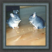 Urmeli and Pebble 007