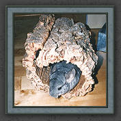 Urmeli and Pebble 008