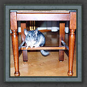 Urmeli and Pebble 009