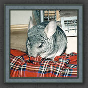 Urmeli and Pebble 010