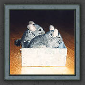 Urmeli and Pebble 011