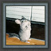 Urmeli and Pebble 012