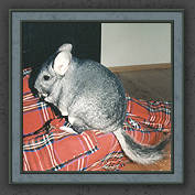 Urmeli and Pebble 015