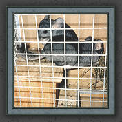 Urmeli and Pebble 016