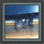 Urmeli and Pebble 017