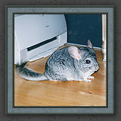 Urmeli and Pebble 018