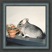 Urmeli and Pebble 019