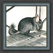 Urmeli and Pebble 020