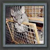 Urmeli and Pebble 021