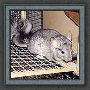 Urmeli and Pebble 022