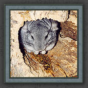 Urmeli and Pebble 023