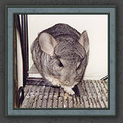 Urmeli and Pebble 025