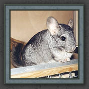 Urmeli and Pebble 026