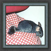 Urmeli and Pebble 027