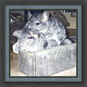 Urmeli and Pebble 028